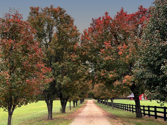 A tree-lined gravel drive in fall color, with a red barn beside a black fence